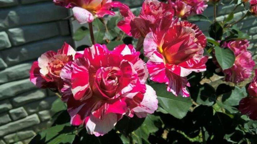  - FLORILE MELE