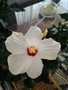  - FLORILE MELE