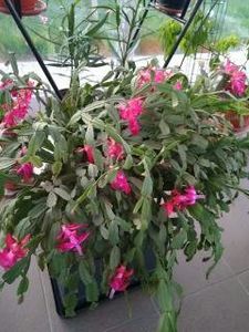  - FLORILE MELE