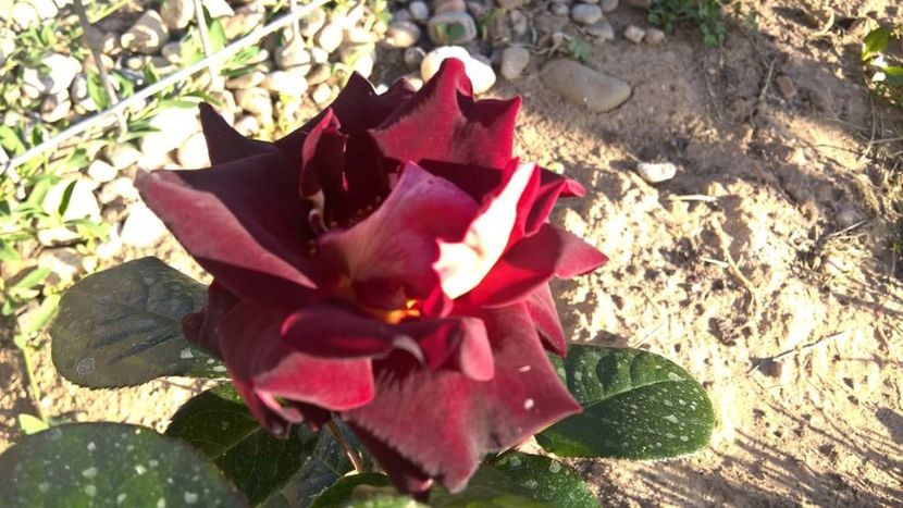  - FLORILE MELE