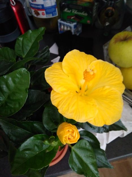  - FLORILE MELE