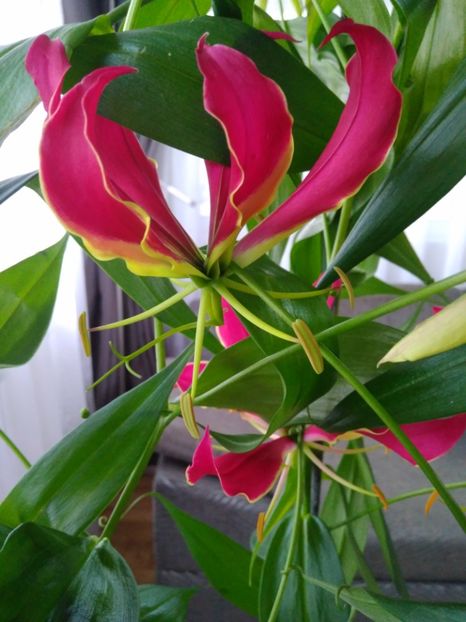  - FLORILE MELE