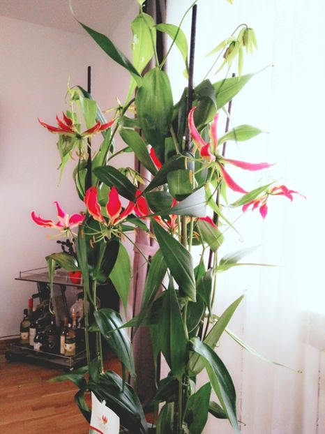 GLORIOSA - FLORILE MELE