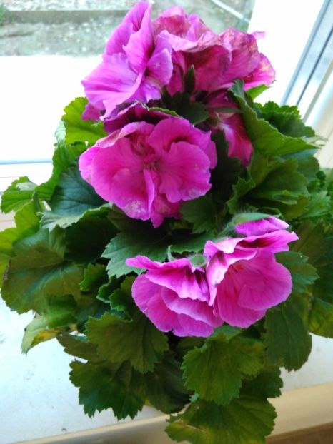 MUSCATA REGALA MOV CU NEGRU - FLORILE MELE