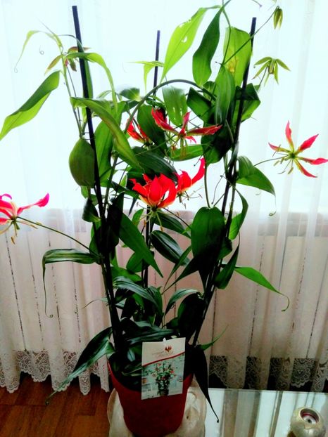  - FLORILE MELE