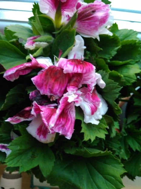  - FLORILE MELE
