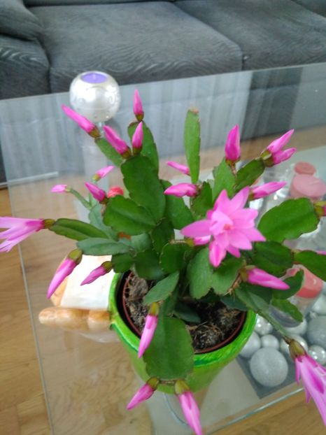  - FLORILE MELE