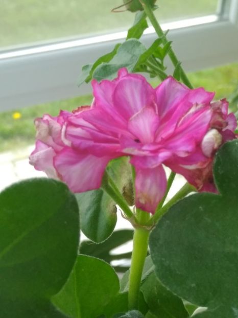  - FLORILE MELE
