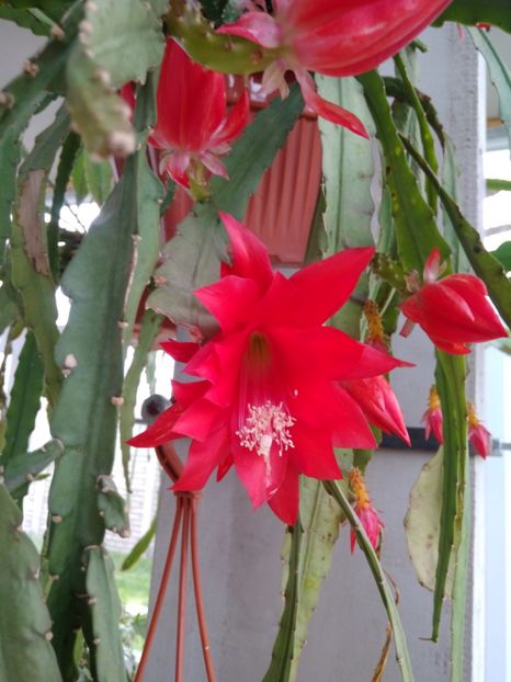  - FLORILE MELE