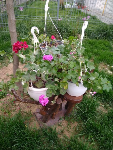  - FLORILE MELE