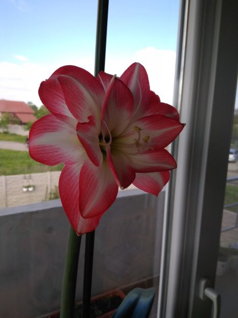  - FLORILE MELE
