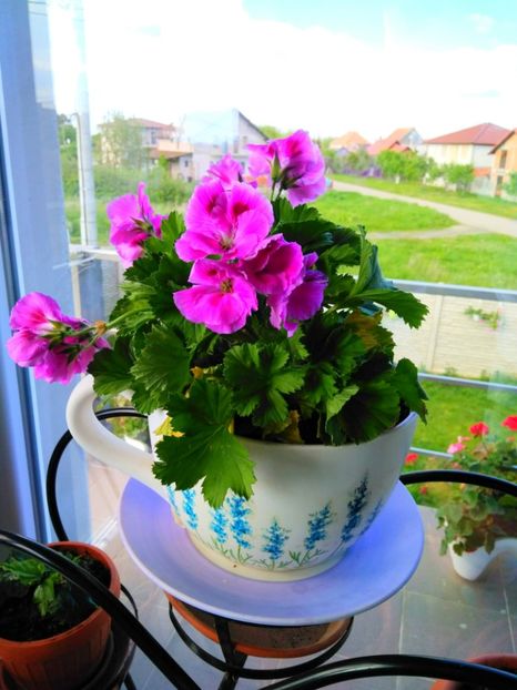  - FLORILE MELE