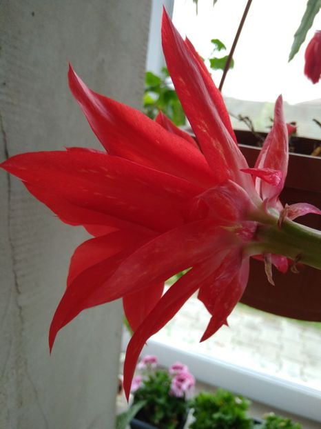  - FLORILE MELE