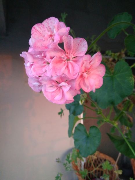  - FLORILE MELE