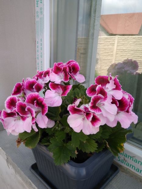  - FLORILE MELE