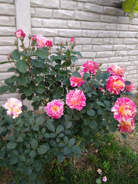  - FLORILE MELE