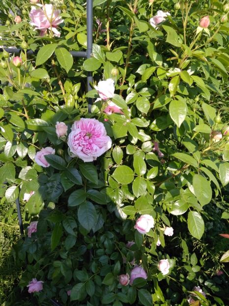 TRANDAFIR BILLET DOUX' - FLORILE MELE