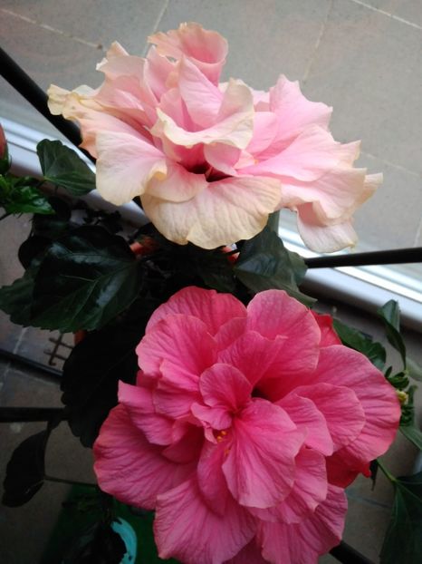 - FLORILE MELE