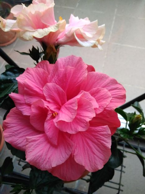 - FLORILE MELE
