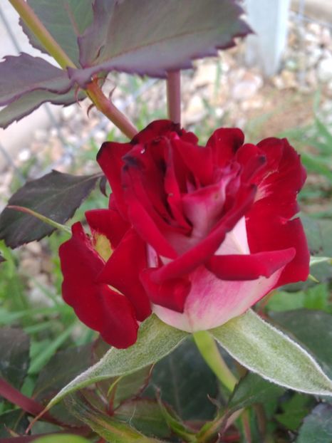 OSIRIA - FLORILE MELE
