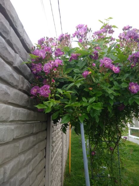  - FLORILE MELE