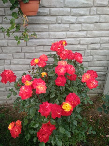 KRONENBURG - FLORILE MELE