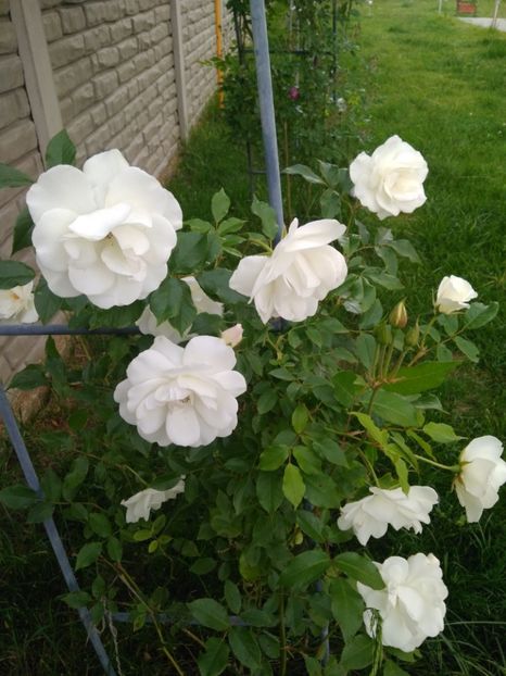 TRANAFIR ALB URCATOR - FLORILE MELE