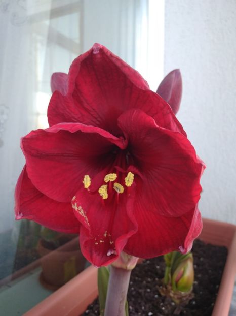 CARMEN - AMARYLLIS
