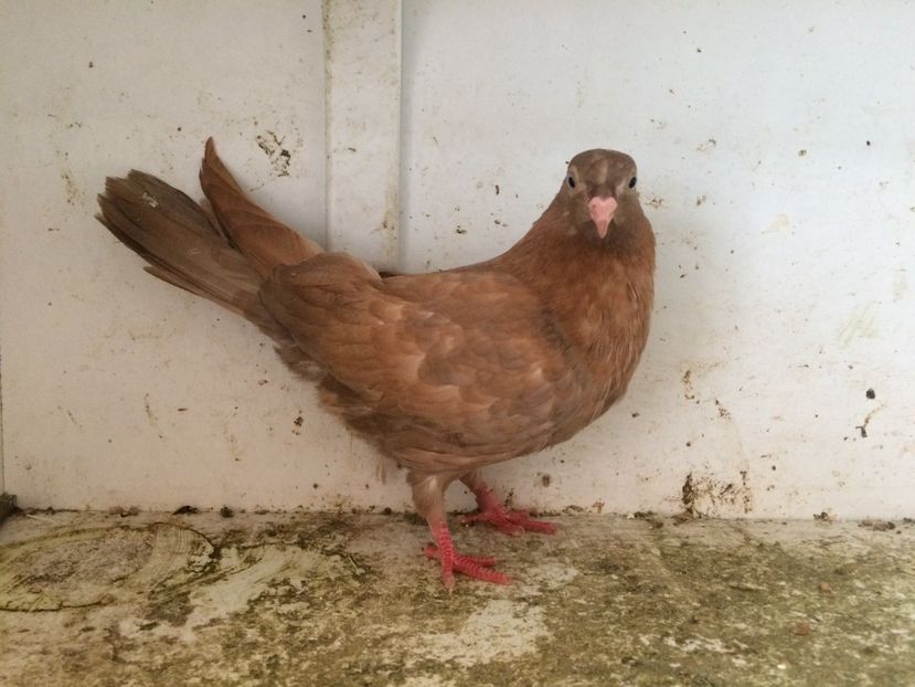 36 - 1-Lot zbor 2018