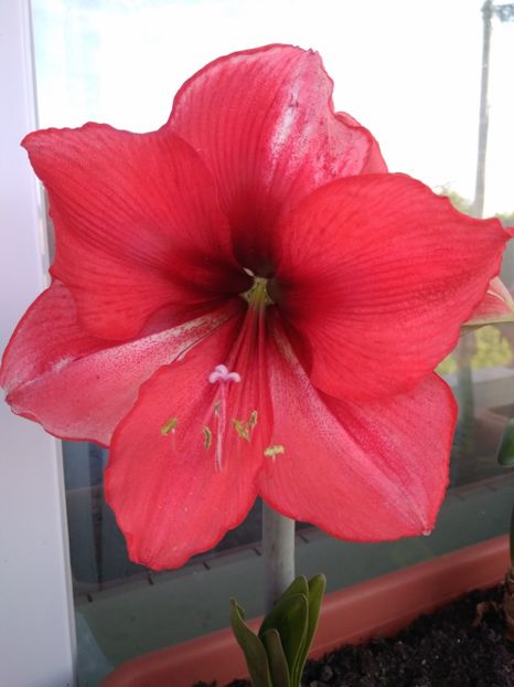 CARMEN - AMARYLLIS