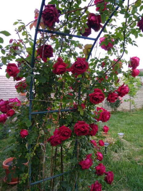 TRANDAFIR ROSU URCATOR SUPER PARFUMAT - FLORILE MELE