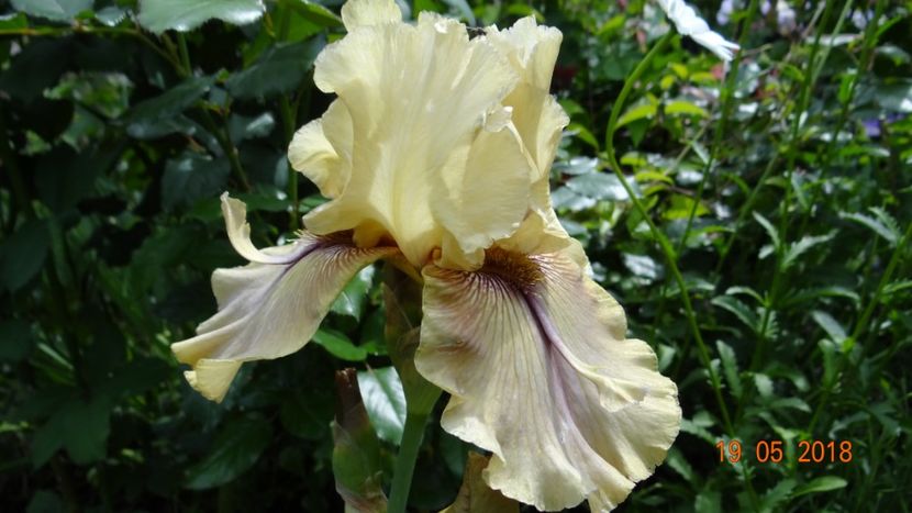Thornbird - Irisi -partea I-a