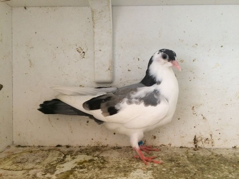 45 - 1-Lot zbor 2018