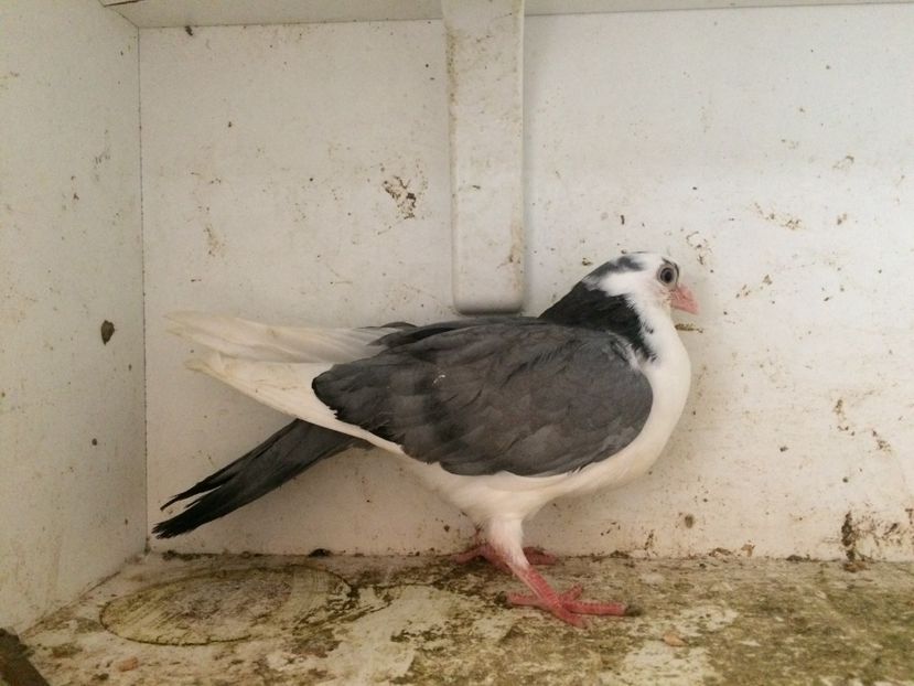 43 - 1-Lot zbor 2018