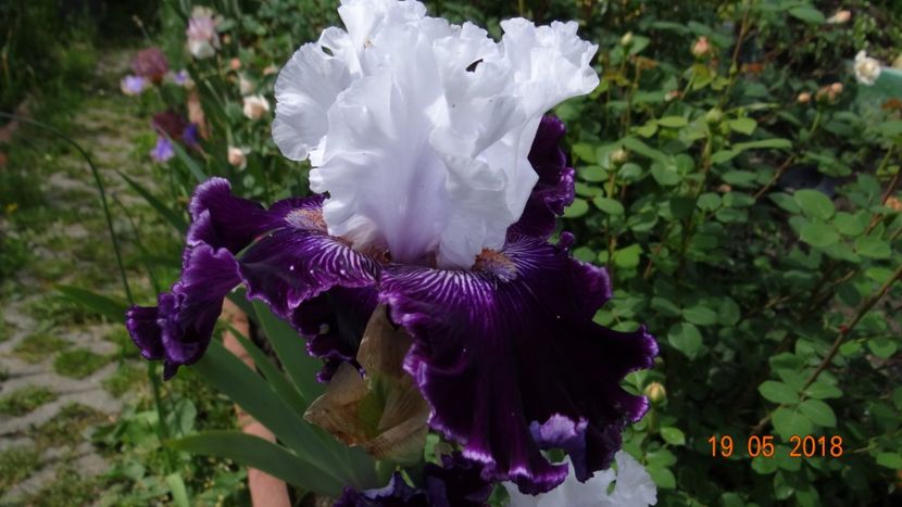 Dinner Talk -9 - Irisi disponibili