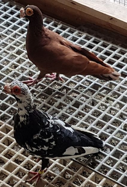  - CARUNCULATI Pentru 2020