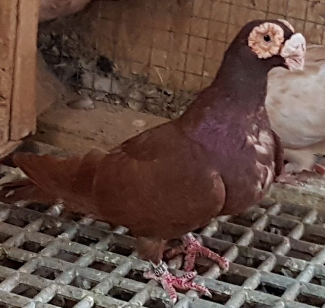  - CARUNCULATI Pentru 2020