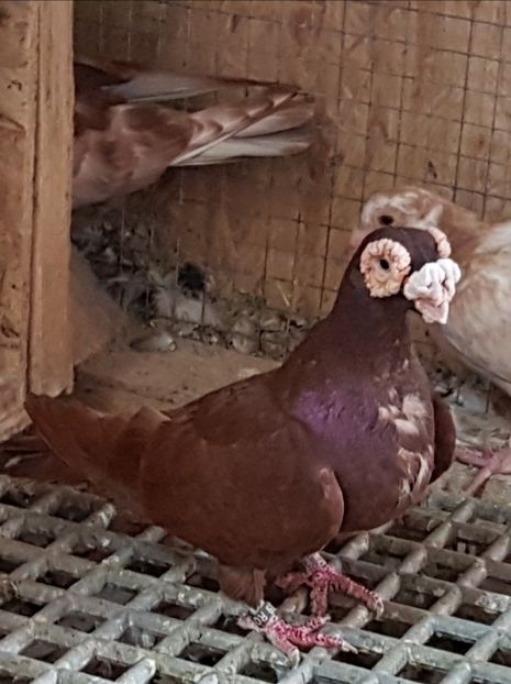  - CARUNCULATI Pentru 2020