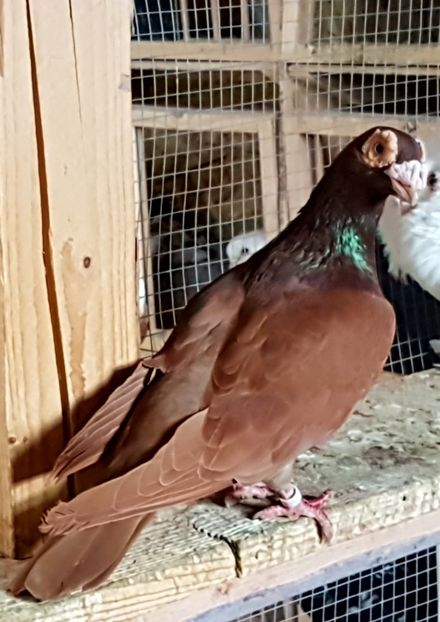  - CARUNCULATI Pentru 2020