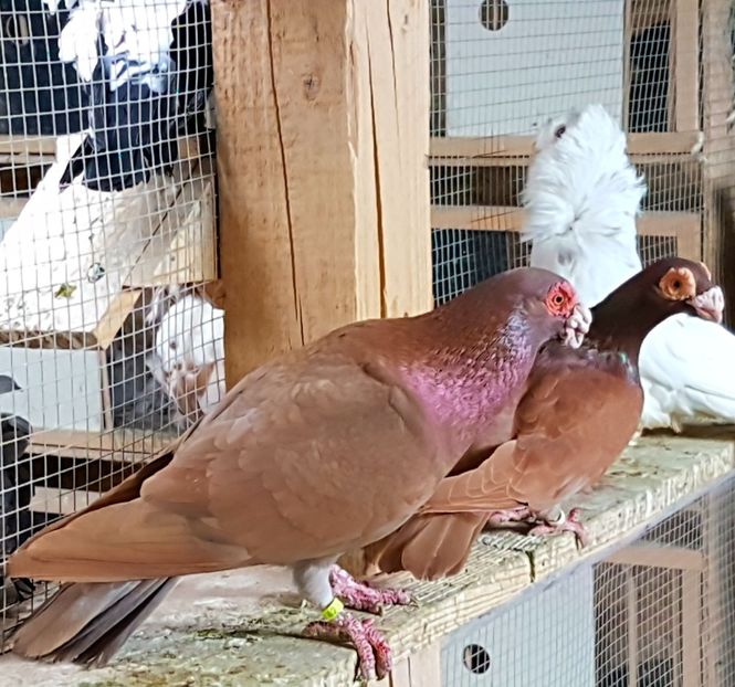  - CARUNCULATI Pentru 2020