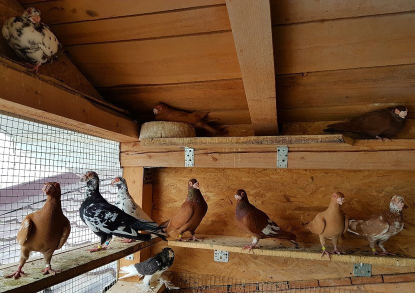  - CARUNCULATI Pentru 2020