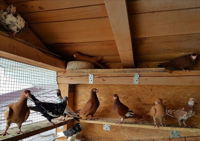  - CARUNCULATI Pentru 2020