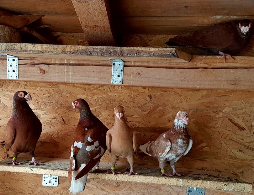  - CARUNCULATI Pentru 2020