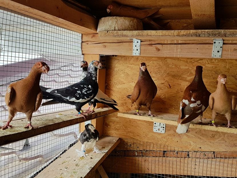  - CARUNCULATI Pentru 2020