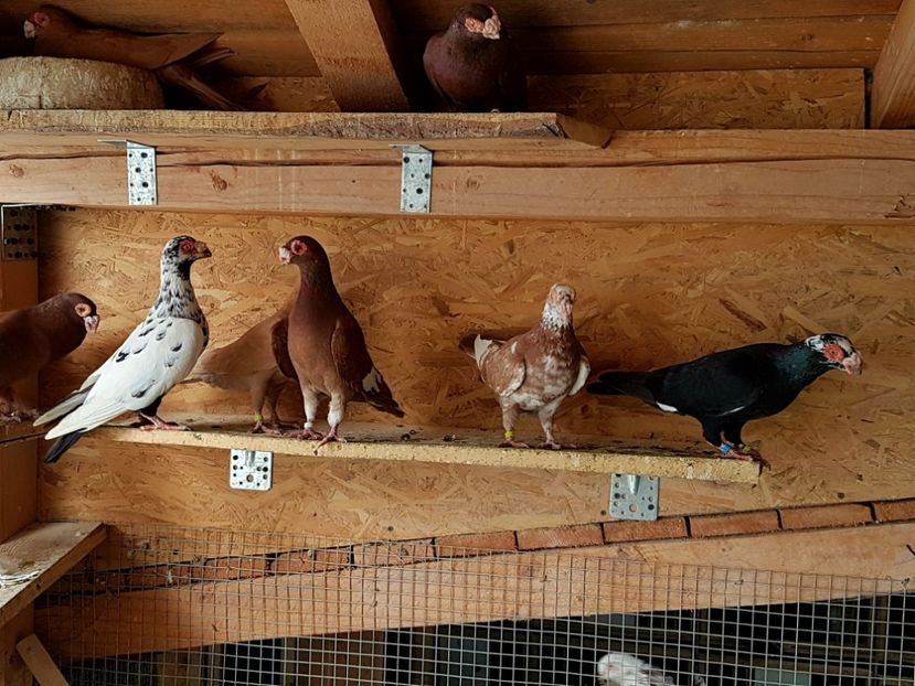  - CARUNCULATI Pentru 2020