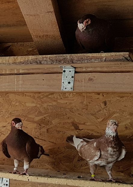  - CARUNCULATI Pentru 2020