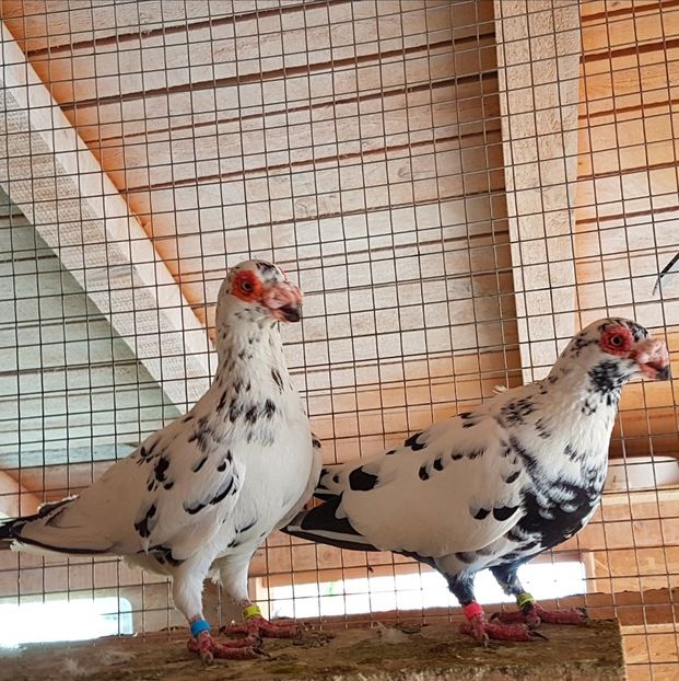  - CARUNCULATI Pentru 2020