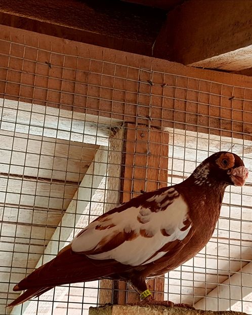  - CARUNCULATI Pentru 2020