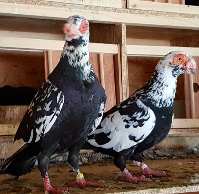  - CARUNCULATI Pentru 2020