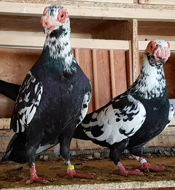  - CARUNCULATI Pentru 2020